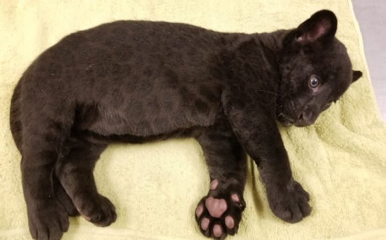 Nace Jaguar negro en zoológico de Culiacán