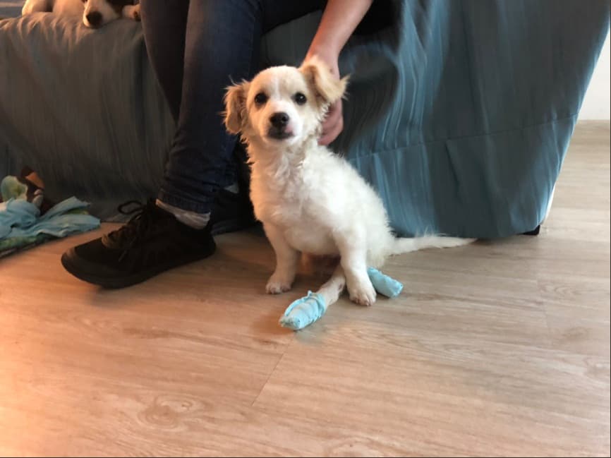 Piojito; el perro rescatado que volvió a caminar