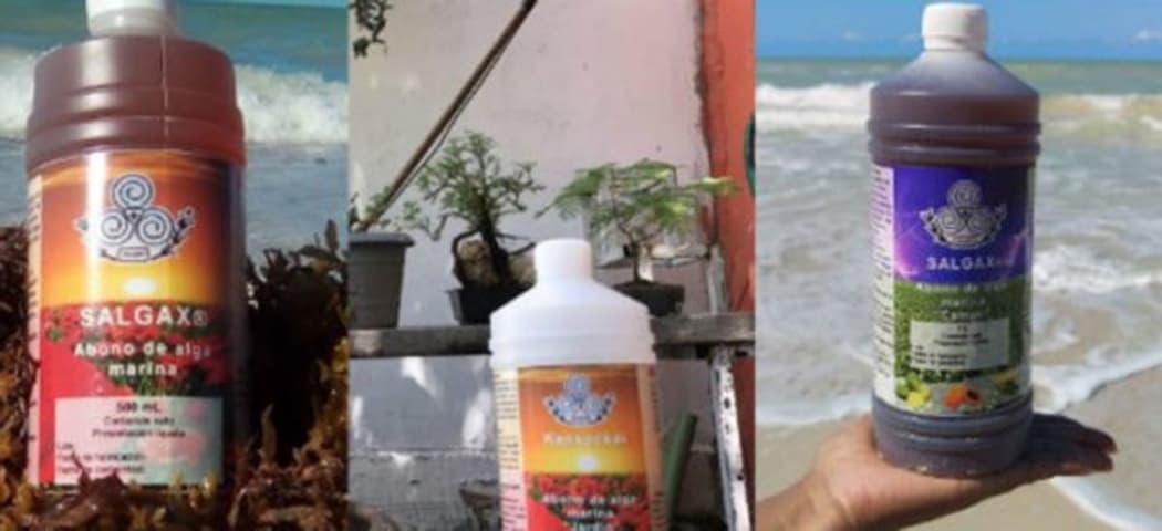 Salgax, la empresa yucateca que convertirá el sargazo en tratamiento capilar