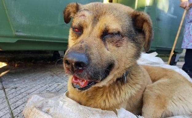 Se duplican quejas por maltrato animal en Q. Roo