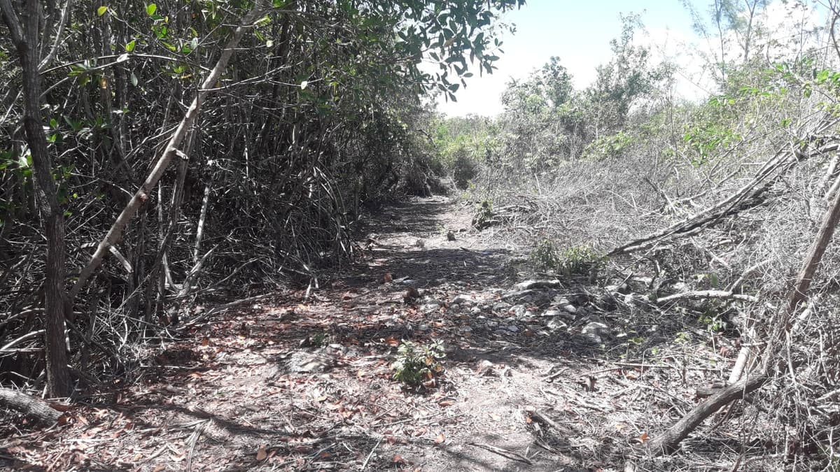 Talan mangle en Playa Barracuda, Cozumel