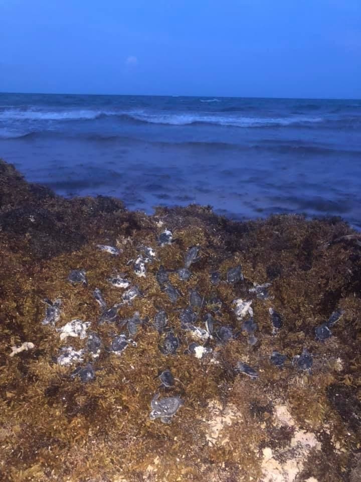 S.O.S: Sargazo asfixia tortugas en Sian Ka´an, mueren centenares