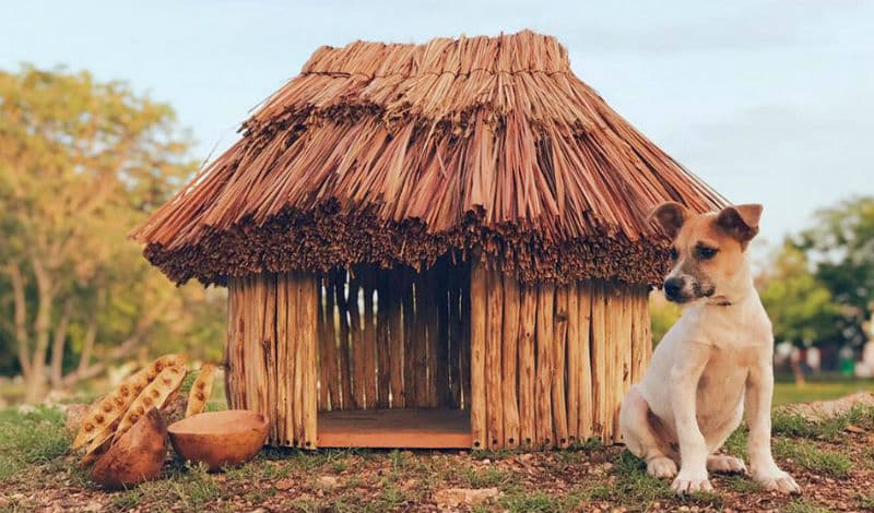 Estas son las casitas estilo maya para perros que te encantarán