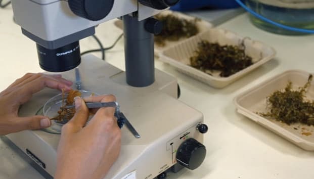 Estos son los usos que se le han encontrado al sargazo hasta hoy