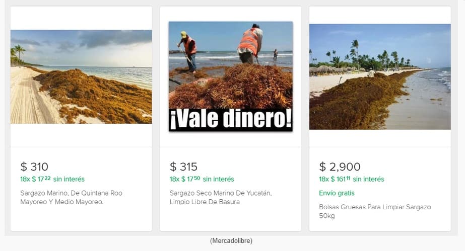 Sargazo se vende por kilo o al mayoreo por internet
