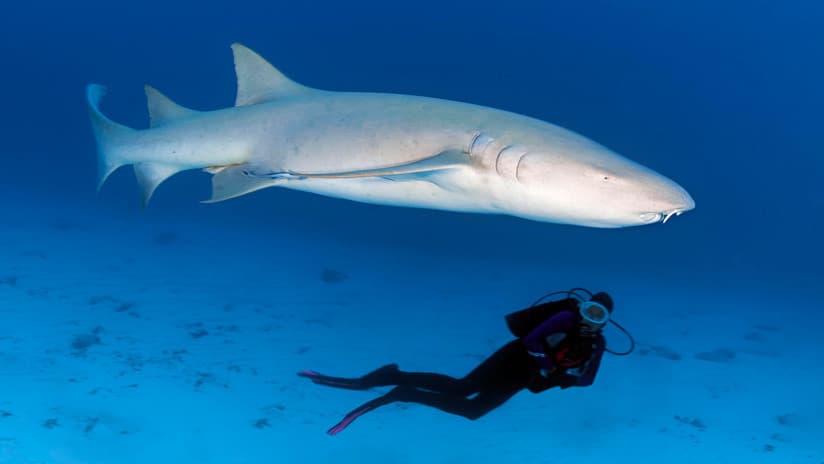 ¡Cardiaco! Turista se salva milagrosamente de ser devorado por un tiburón