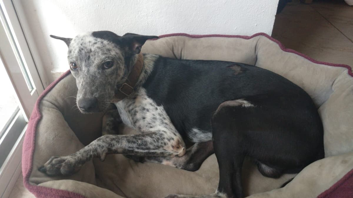 Invitan al “Croquetarocktón” en Playa del Carmen por los perritos del Cebiam