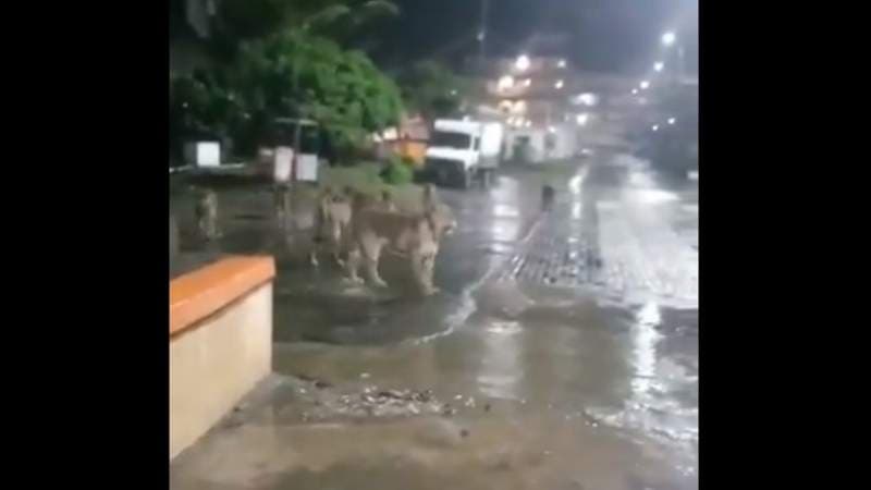 ¡Manada de leones se pasea por la ciudad!