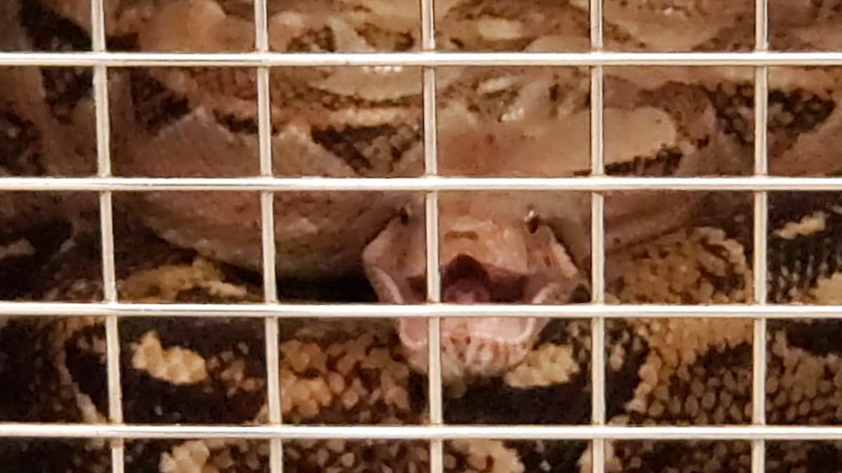 Descubre familia boa de 2.5 metros en su casa en Cozumel