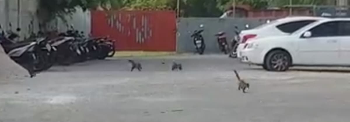 Coatís cruzan la carretera pasa alimentarse de basureros de hotel