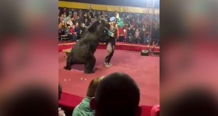 (Video) Oso ataca a su domador en plena función de circo