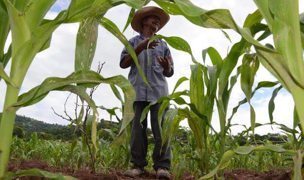 Acusan desinterés de Luis Torres con los campesinos de la zona maya