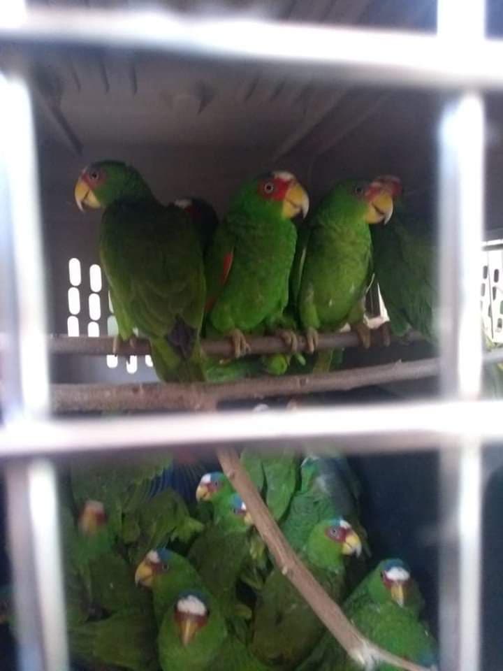Detienen cargamento ilegal de 103 loros en Chetumal ¡los traían en costales!