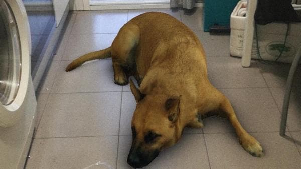 'Sasha dog' el nuevo efecto de Instagram que está enloqueciendo a las madres del mundo