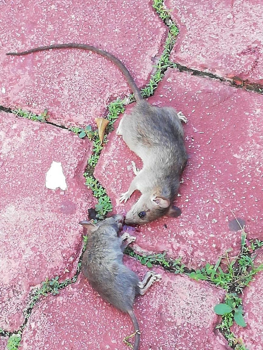 Hallan nido de ratas en el ISSSTE de Chetumal