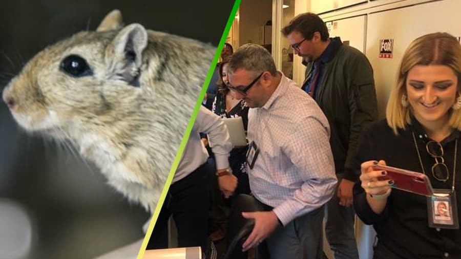 ¡Una rata se pasea por la Casa Blanca!