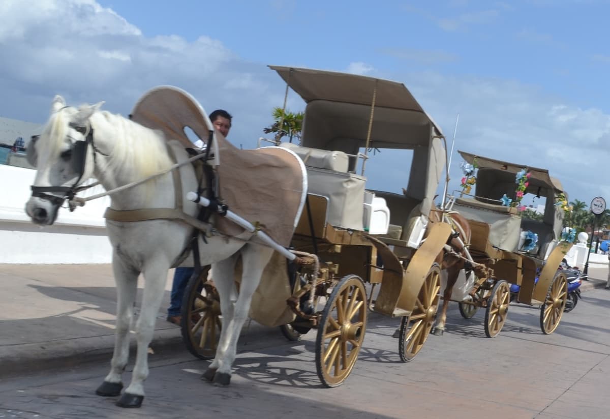 Caleseros incumplen con ley de bienestar animal