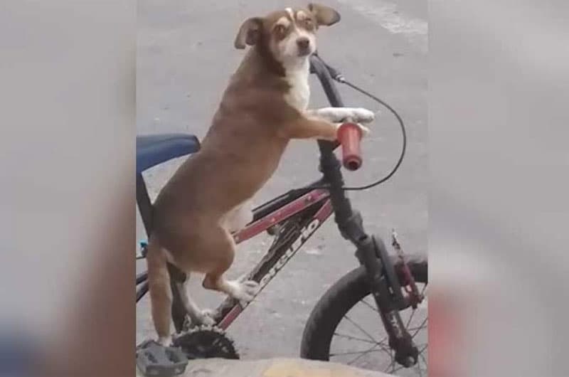 Video: Niño pasea con su perro en bicicleta y se vuelve viral