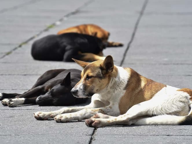 Hombre es vinculado a proceso luego de violar a un perro