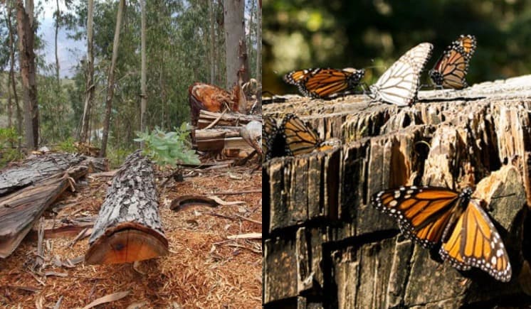 Talan pinos en Reserva de la Biosfera Mariposa Monarca