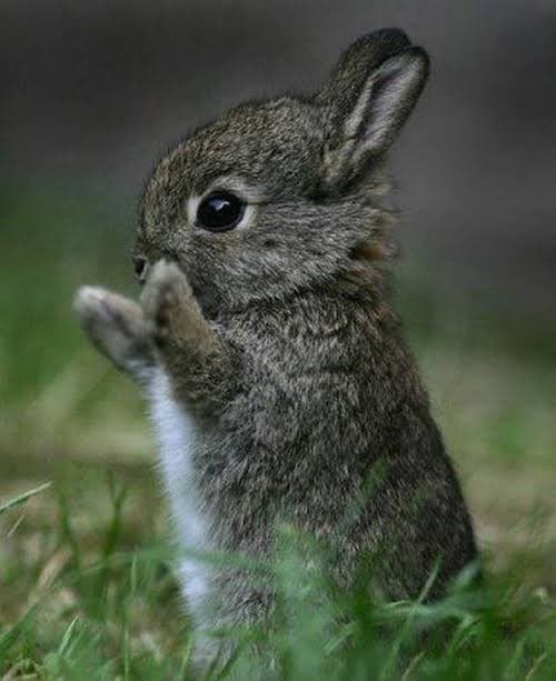 Este tierno conejo fue rescatado con osito de peluche en la carretera