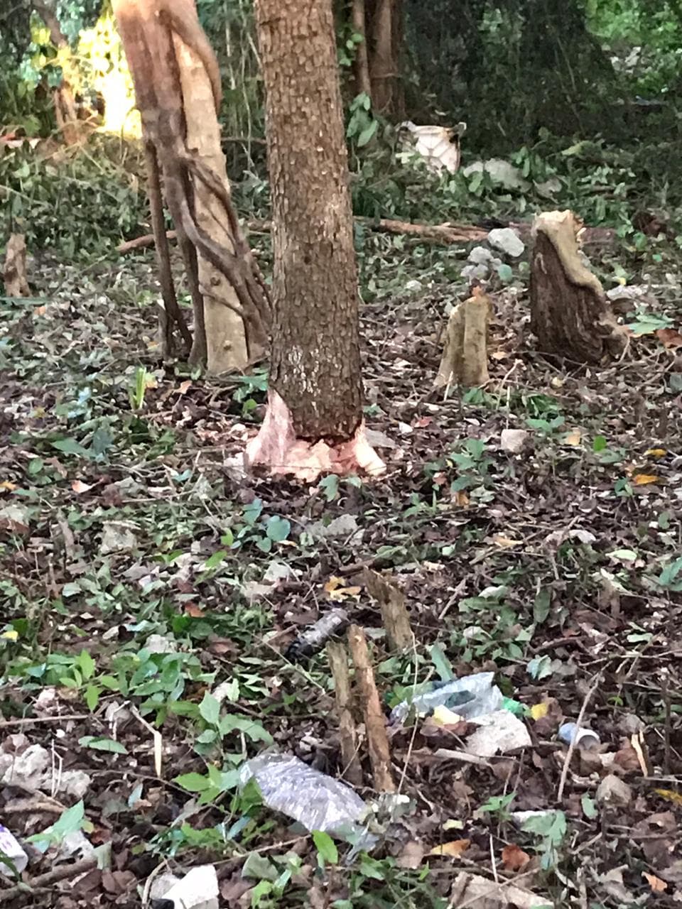 Salvan árboles de obra en Playa del Carmen