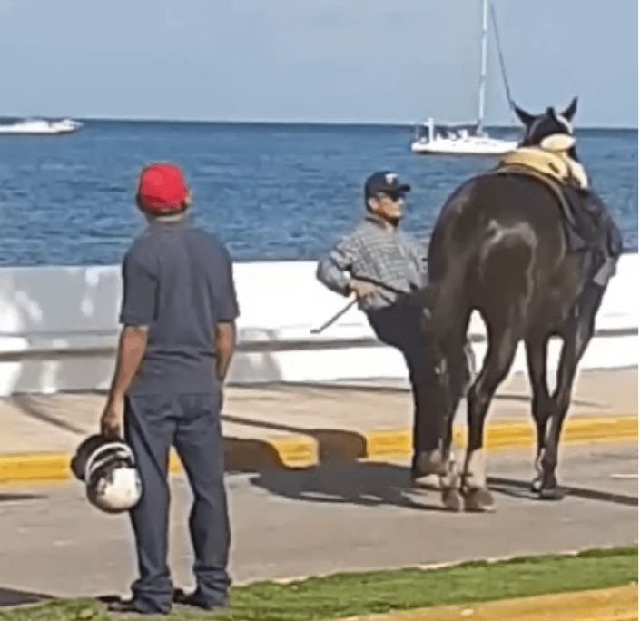 Captan maltrato animal durante desfile en Cozumel; aplicarán sanción