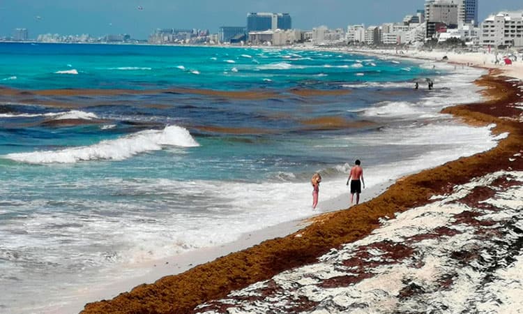 Llegará más sargazo a playas de Quintana Roo en enero del 2020