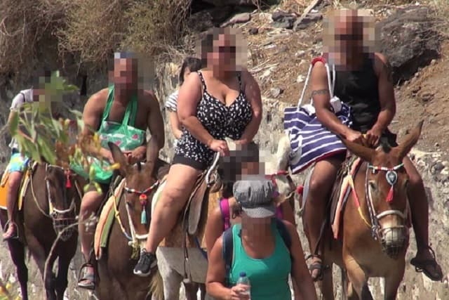 Así obligan a burros a transportar turistas obesos cuesta arriba