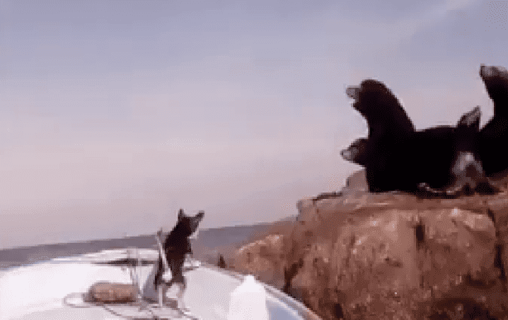 ¡Perro Chihuahua intenta "comerse" a unos lobos marinos!