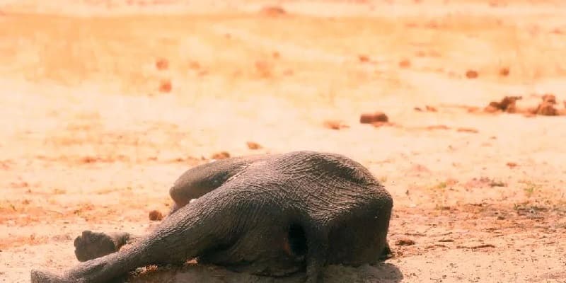 Fallecen cientos de elefantes por sequías en Zimbabue