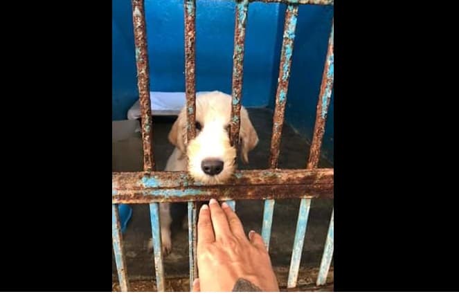 Cebiam Playa del Carmen necesitan voluntarios para pasear perritos