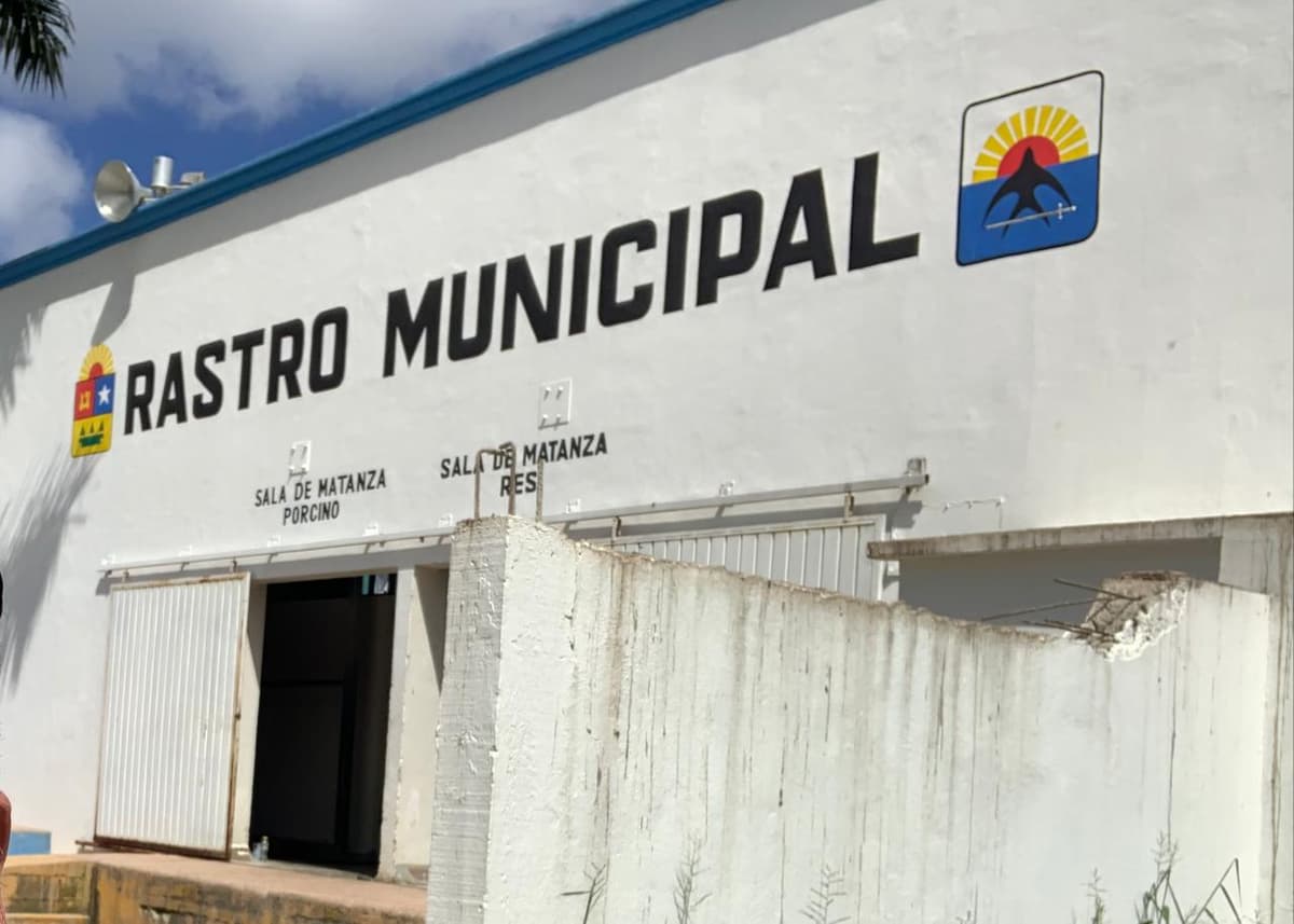 Rastro de Cozumel asegura que mata a cerdos conforme a la norma