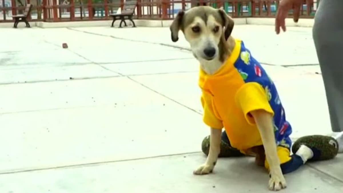 Perrito es víctima de la delincuencia; le roban su silla de ruedas