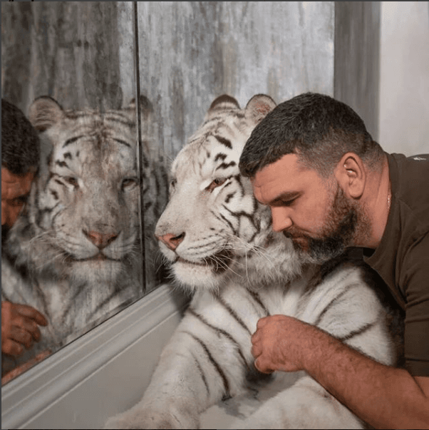 VIDEOS: Tigres y leones son tratados como dóciles mascotas en Rusia