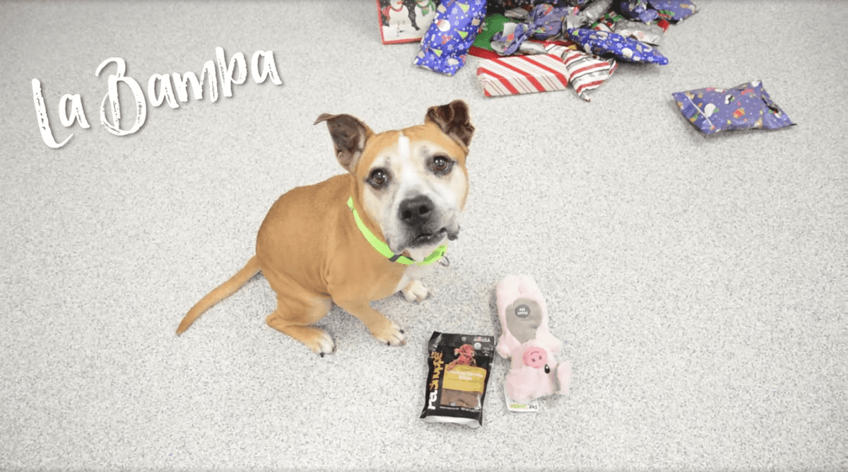 Perritos eligen sus regalos de Navidad en refugio para animales