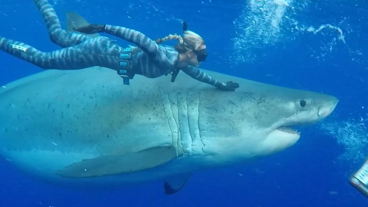 Mujer nada junto a enorme tiburón blanco de 50 años de edad