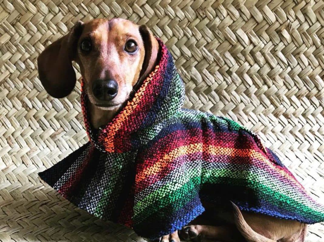 Llegaron los guaguarongos, las nuevas prendas artesanales para perros