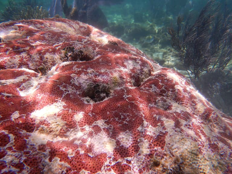 Corales de Puerto Morelos e Isla Contoy también son víctimas del Síndrome Blanco