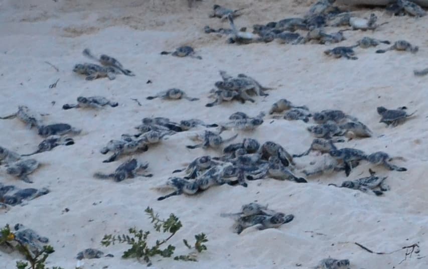 Duplican las crías de tortugas liberadas en Cozumel