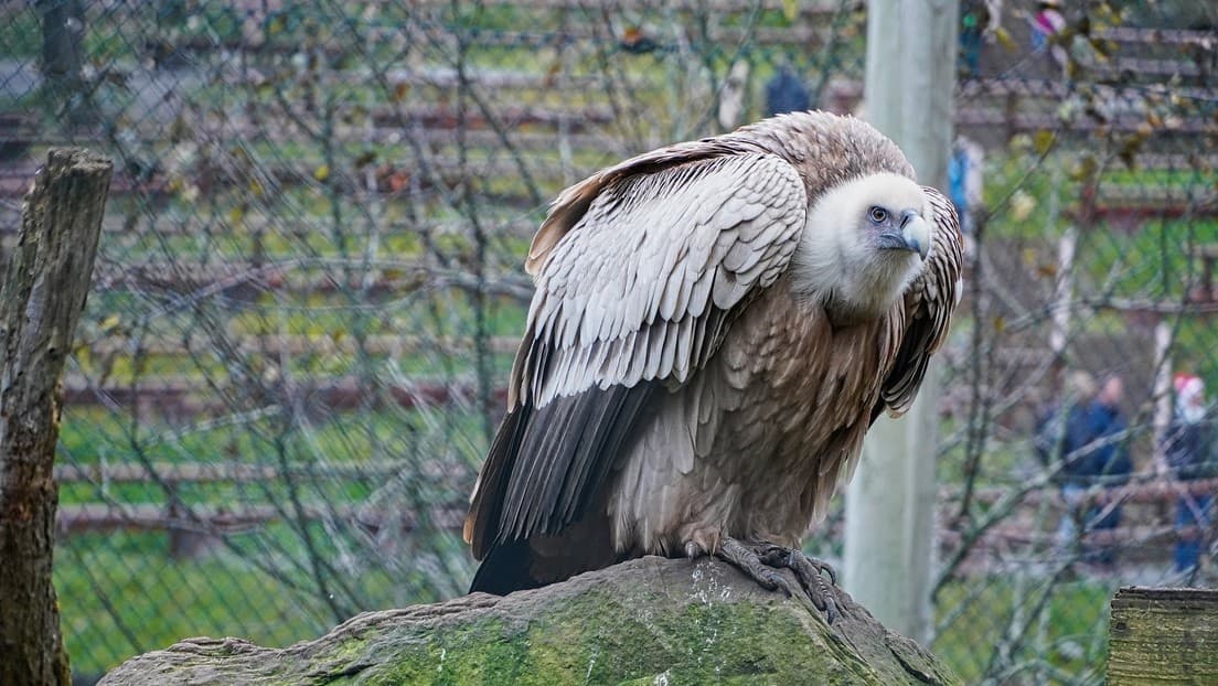 Astuto buitre finge su muerte para evitar ser devorado por un feroz tigre