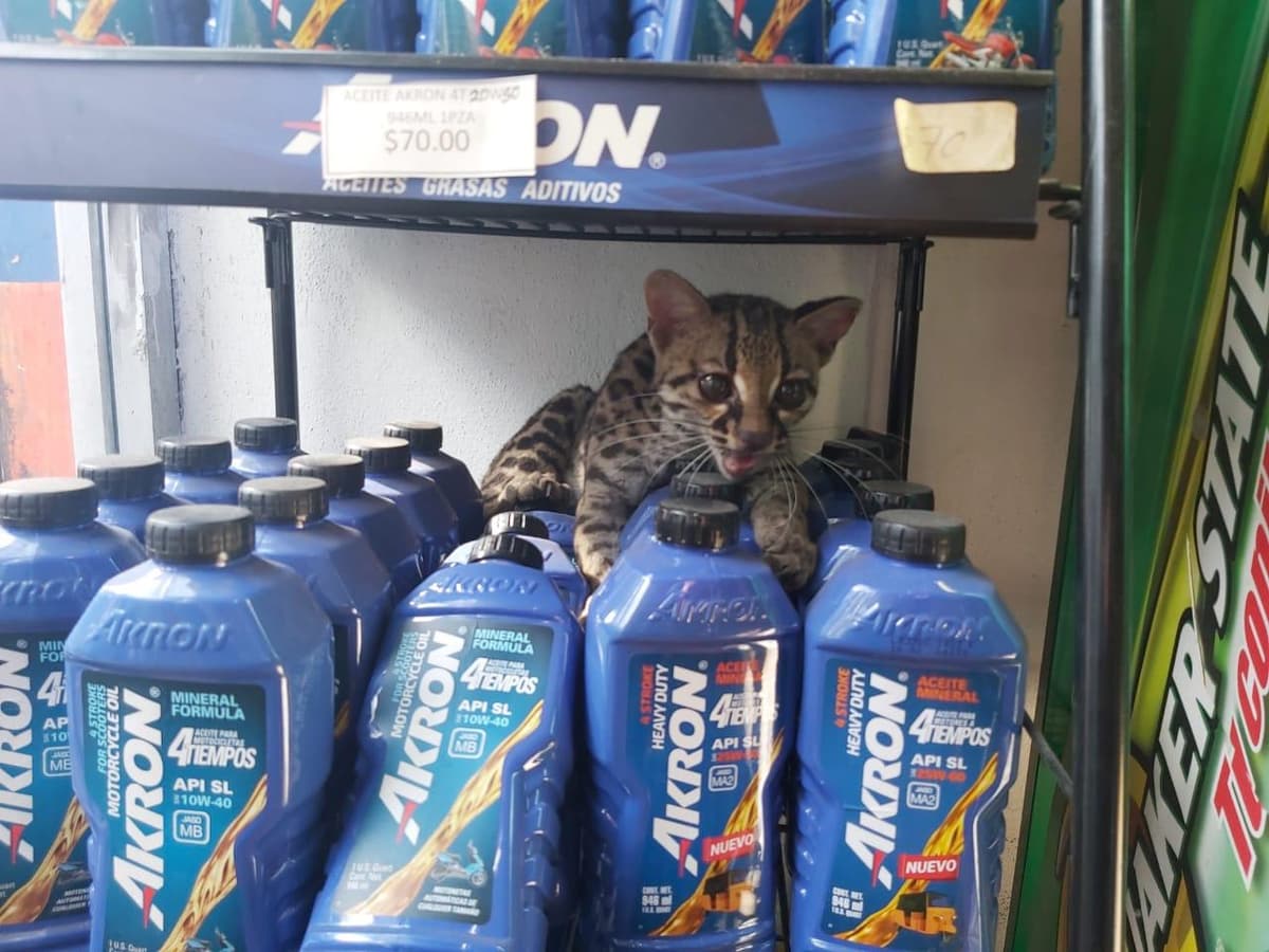 Ocelote bebé fue capturado en Cozumel; lo tenían en un taller mecánico