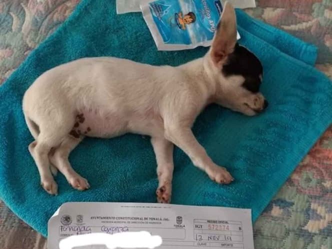Pirotecnia por fiestas patronales deja a perrito con daño cerebral