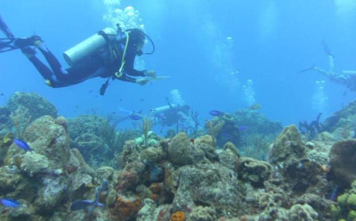 Reabrirán arrecifes en Cozumel de forma parcial este domingo