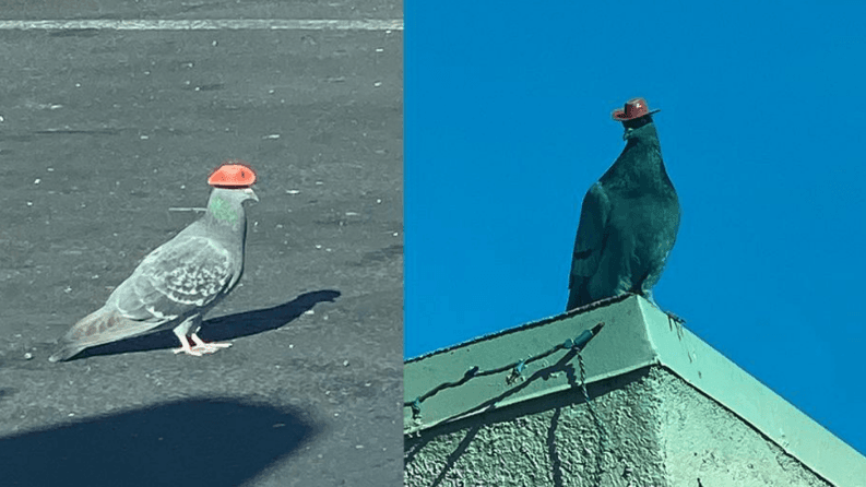 Buscan a responsable por colocar sombreros 'cowboy' en palomas de Las Vegas