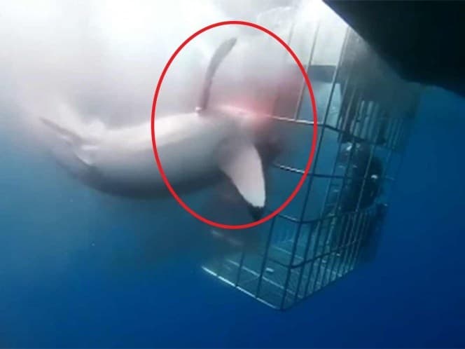 Tiburón blanco muere atorado en una jaula de turistas en México