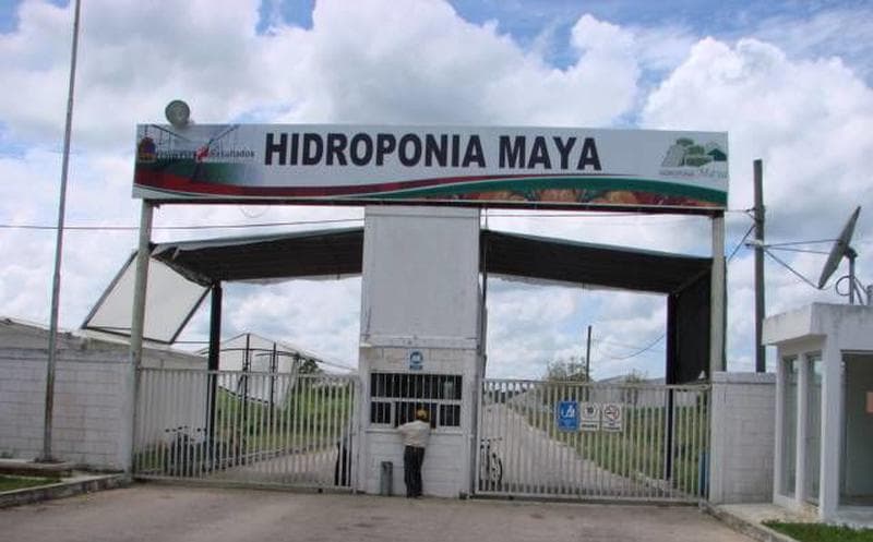 Hidroponia Maya, la paraestatal que hundió Borge para quedar en manos de Chapur