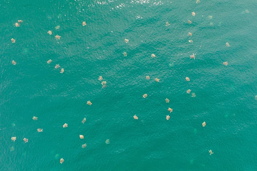 Dron capta grupo masivo de tortugas marinas nunca antes visto