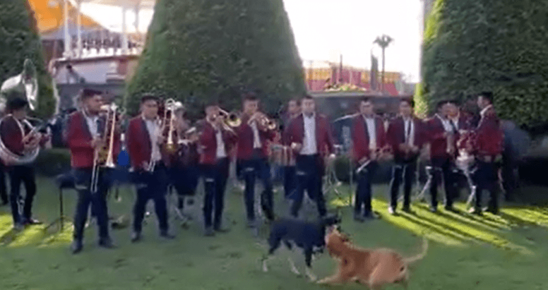 Banda anima pelea de perritos con ‘The Final Countdown’ de Rocky