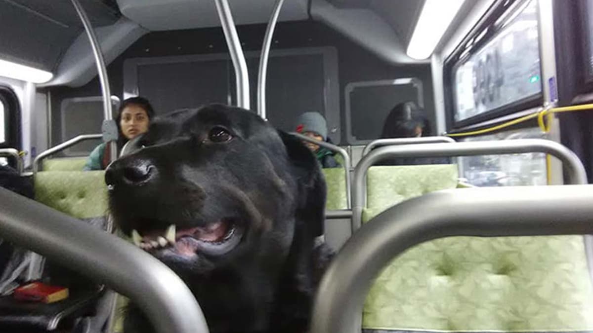 Sorprende perrita que viaja en camión para ir al parque sin su dueño